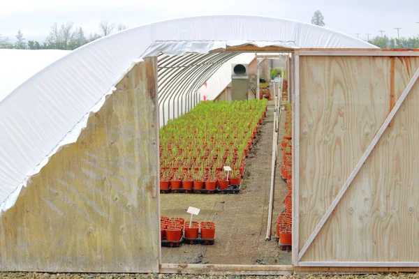Close View Temporary Greenhouse Comprised Wood Plastic Contents — Stock Photo, Image