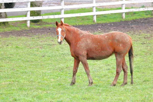 一头长着长尾巴的棕色成年母马站在牧场上的肖像 — 图库照片
