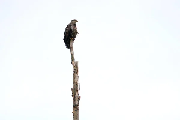 フェルーギウス ホークは白い背景を背景にシルエットの枯れ木の切り株に腰掛けている — ストック写真
