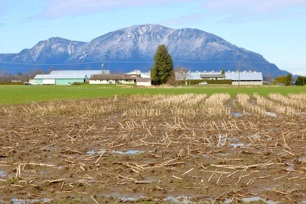 Ευρεία Άποψη Του Τοπίου Της Συγκομιδής Cornfield Και Καλώδιο Τηλεφώνου — Φωτογραφία Αρχείου