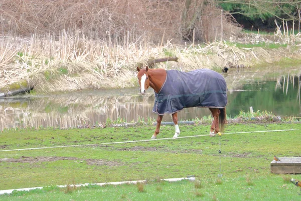 近くのロビンを訪問することを防止している電荷ワイヤーの横に立って快適な国内馬の広いビュー — ストック写真