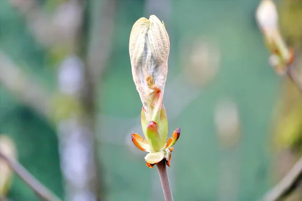 早春の間に枝に形成された木の葉芽の極端なクローズアップ — ストック写真