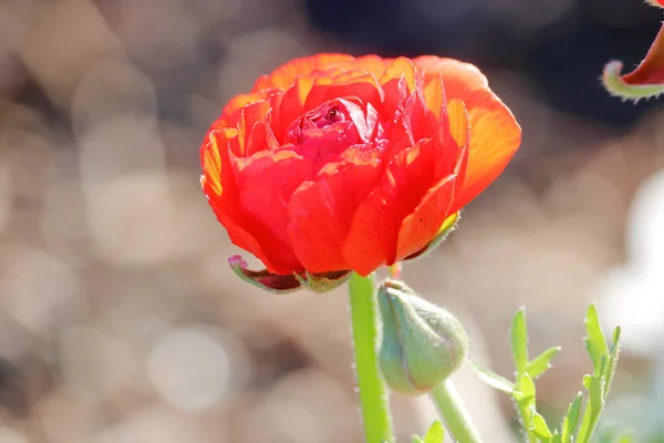 Zavřít Detailní Pohled Dvě Zahradní Růže Jasně Osvětlené Jarním Sluncem — Stock fotografie