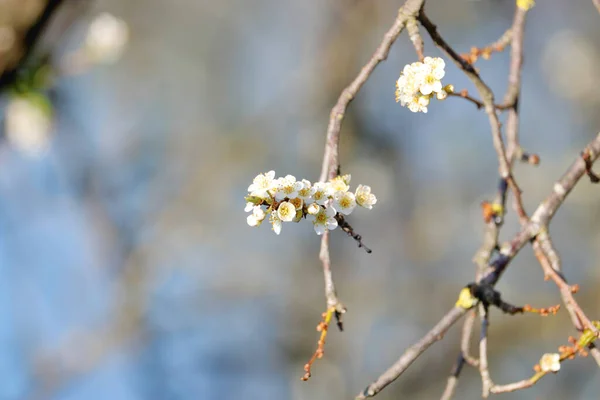 Vue Moyenne Fleurs Blanches Simples Mais Délicates Sur Une Branche — Photo