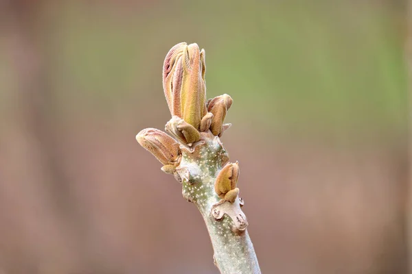 Vue Rapprochée Détaillée Une Branche Arbre Pendant Saison Printanière Feuilles — Photo