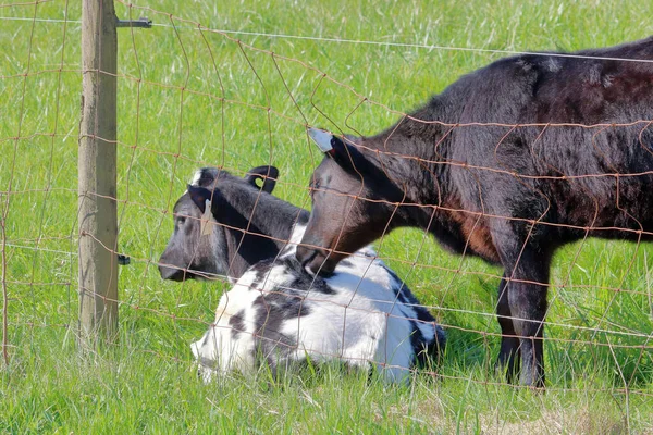 Közelkép Egy Fekete Angus Borjú Nyalás Vagy Ápolás Egy Holstein — Stock Fotó