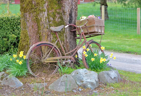一辆老式自行车和一辆载具 装在车把上 车把上有一个木制的盒子 里面装满了花园的花朵 它们靠在一棵树上 — 图库照片
