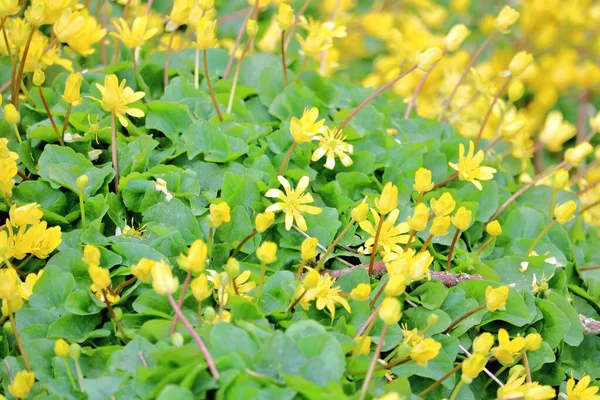 Vista Moldura Completa Pequenas Delicadas Flores Amarelas Acompanhadas Grandes Folhas — Fotografia de Stock