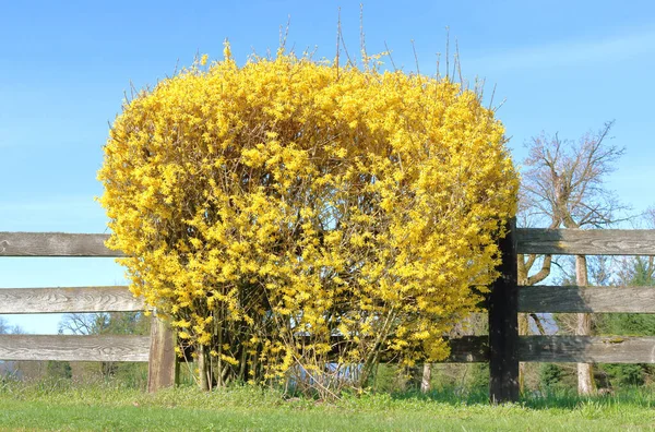 Vista Vicino Cespuglio Forsythias Piena Fioritura Durante Stagione Primaverile — Foto Stock