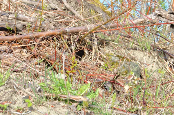 Vue Large Entrée Petit Repaire Rongeurs Creusé Dans Une Végétation — Photo