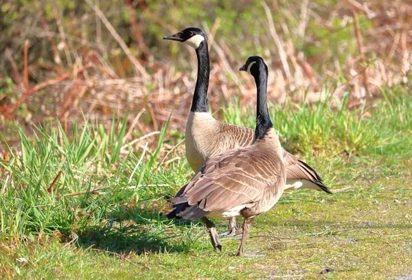 一只雄性和雌性加拿大雁站在草场上的近景 — 图库照片