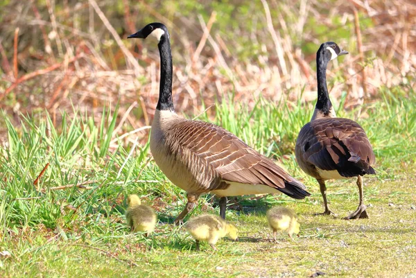 Tavasz Egy Hím Nőstény Kanadai Libák Kísérik Goslings — Stock Fotó