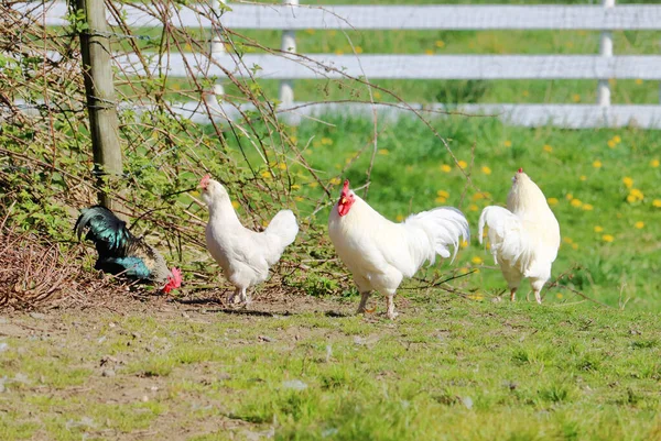 包括最左边的一个沼泽雏菊和右边的两个艾克斯沃思公鸡 在有栅栏的乡间农场里漫步 — 图库照片