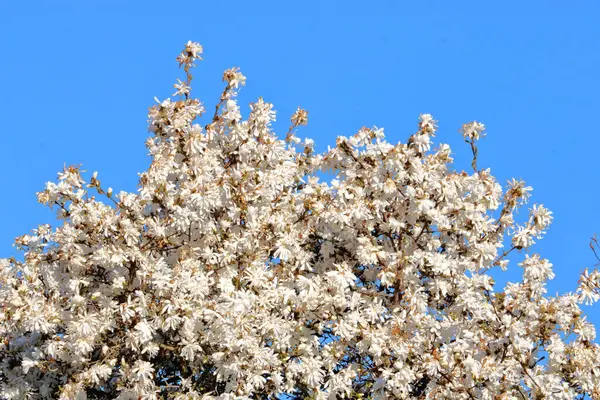 真っ青な空を背景に 木々の上に白とピンクの花を咲かせます — ストック写真
