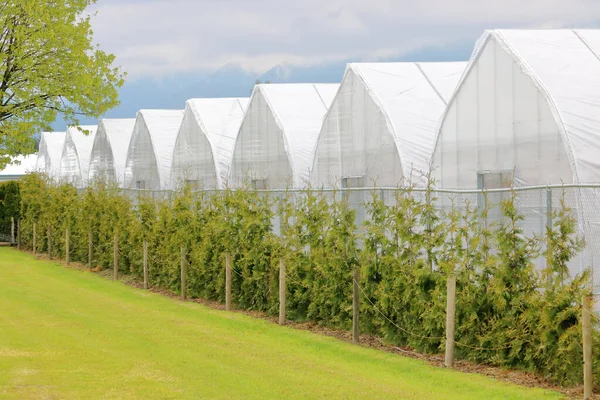 Medium Profile View Row White Cloth Greenhouses Standing Field Grass — Stock Photo, Image