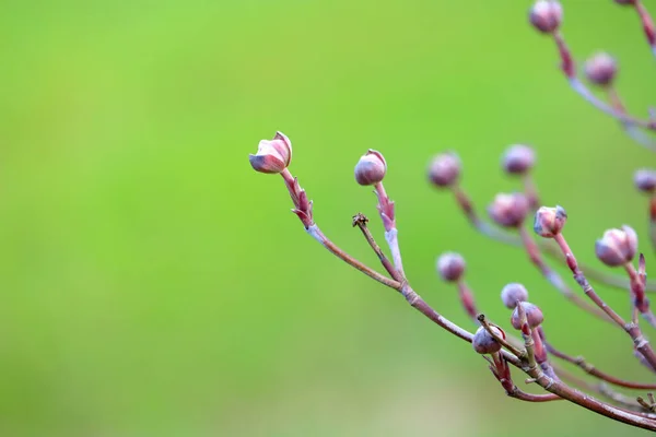 Close, detailed view of a purple leaf bud sprouting during the early spring months. — Stock Image Close Detailed View Purple Leaf Bud Sprouting Early Spring Months Royalty Free Stock Images