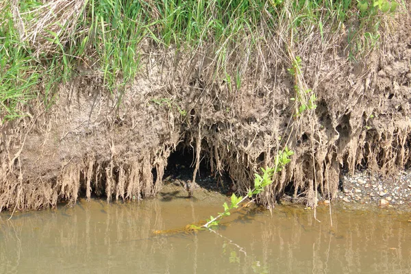 小河的一侧有一个洞 那里住着一只依靠小溪和溪流中食物生存的动物 — 图库照片