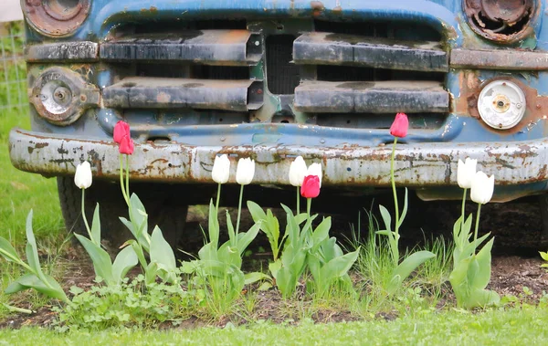 Široký Pohled Řadu Červených Bílých Tulipánů Zasazených Před Starožitným Náklaďákem — Stock fotografie
