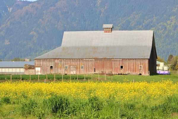 Thick Carpet Yellow Flax Stands Front Old Wooden Barn Early — Stock Photo, Image