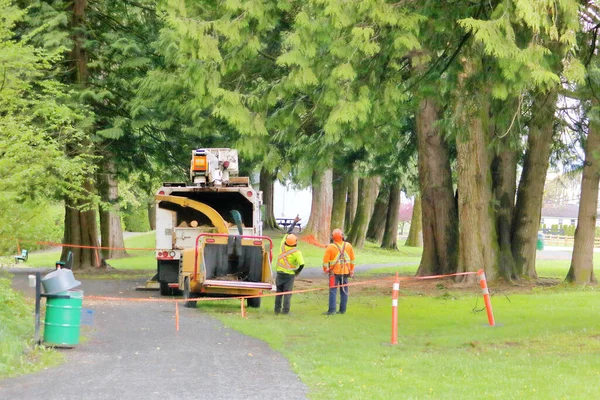 Arboristen Staan Met Hun Machines Praten Het Plan Voor Het — Stockfoto