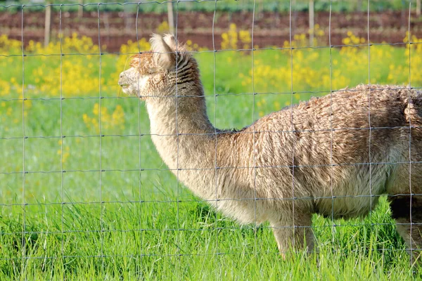 Chiudi Profilo Lama Adulto Piedi Nel Pascolo Durante Una Giornata — Foto Stock