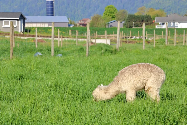 Vista Del Perfil Bebé Llama Con Cabeza Escondida Exuberante Tierra —  Fotos de Stock