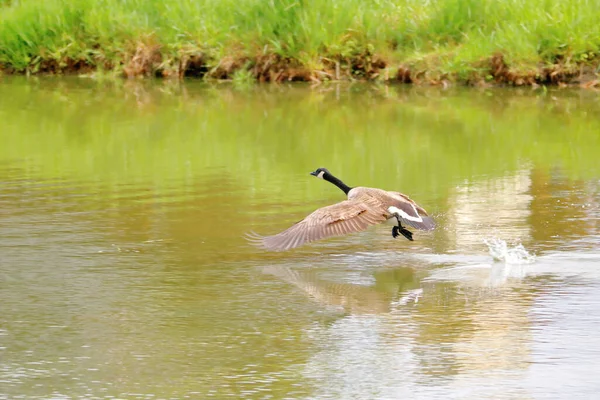加拿大雁带着倒映在翅膀下的池塘飞的开阔视野 — 图库照片