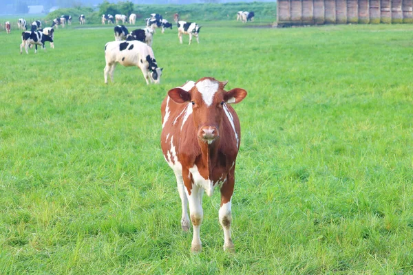 Portrait Une Jeune Vache Laitière Holstein Avec Une Seule Corne — Photo