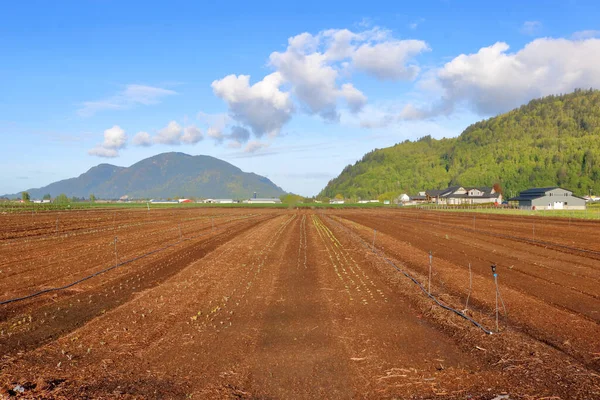 豊かな茶色の土と早春の種は すぐに商業市場のための様々な野菜を生産します — ストック写真