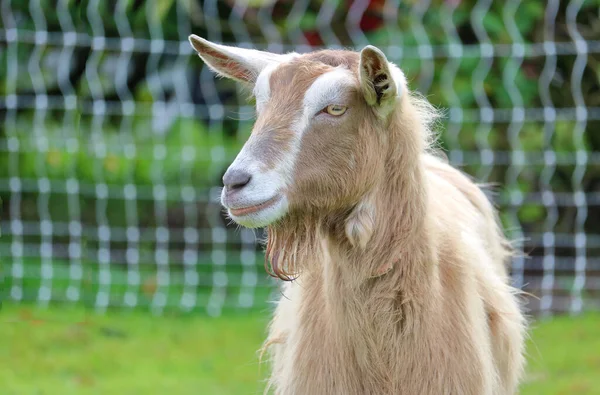 Çayırda Duran Toggenburg Toggenburger Süt Keçisinin Yakın Detaylı Çeyrek Profili — Stok fotoğraf