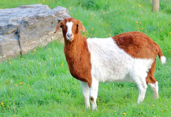 Volledig Profiel Van Een Everzwijn Geit Die Naast Een Rots — Stockfoto