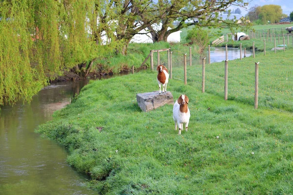 Dos Cabras Jabalí Encuentran Terreno Diseñado Específicamente Para Ellos Con —  Fotos de Stock