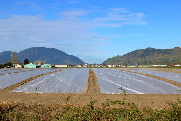 種子を保護し 土壌を暖めるマルチとしてプラスチックの長い 広い行が提供されています — ストック写真