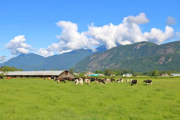 Ampla Ampla Vista País Gado Vacas Leiteiras Vale Primavera Desfrutando — Fotografia de Stock