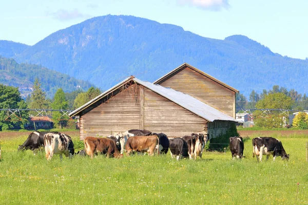 Vacas Leiteiras Frísia Holandesa Reúnem Torno Celeiro Pioneiro Pastando Nas — Fotografia de Stock