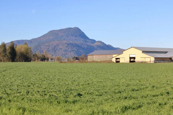 Ampia Vista Ettari Prati Primaverili Con Fienile Giallo Una Regione — Foto Stock