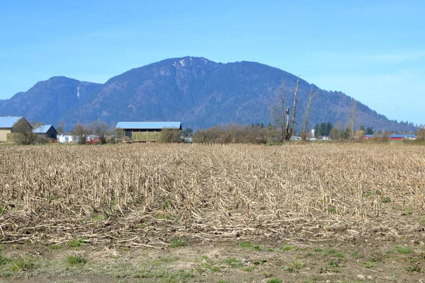 Wide View Last Year Corn Crop Rotting Valley Sun Providing — Stock Photo, Image