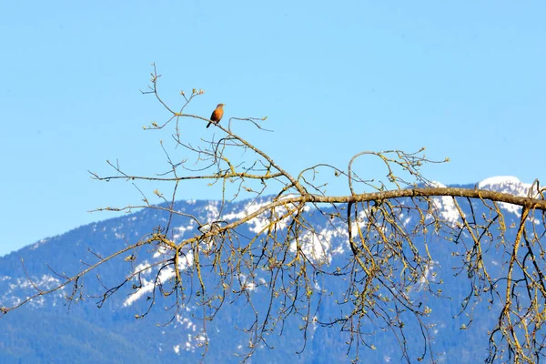 Ein Ausgewachsenes Rotkehlchen Thront Während Der Frühlingssaison Auf Nackten Ästen — Stockfoto