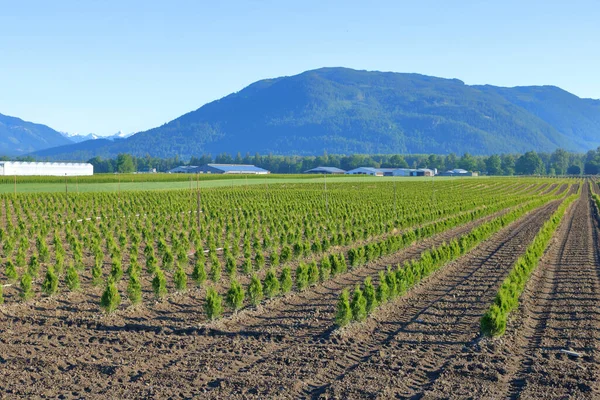 Acres Semis Cèdre Dans Une Vallée Qui Sont Cultivés Commercialement — Photo