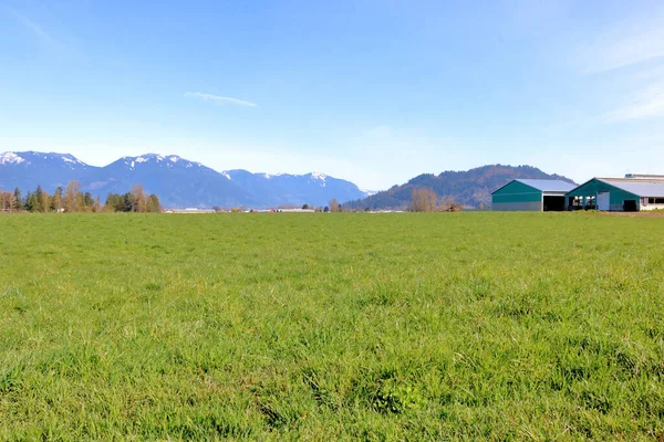 Hoogwaardig Grasland Een Weids Uitzicht Dik Groen Grasland Een Zonnige — Stockfoto