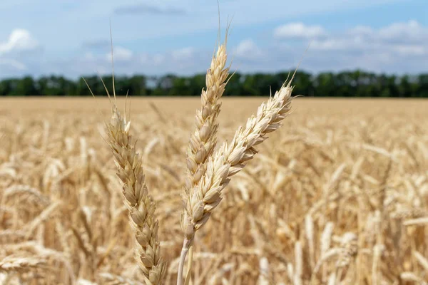 field with ears of grain wheat close up growing, agriculture farming rural economy agronomy concept