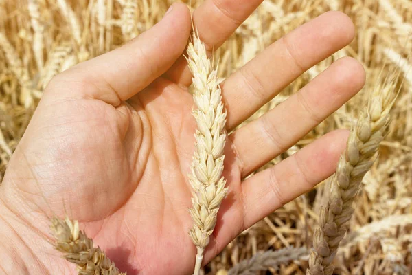 Hand with ears of grain wheat spikelet close up growing, agriculture farming rural economy agronomy concept