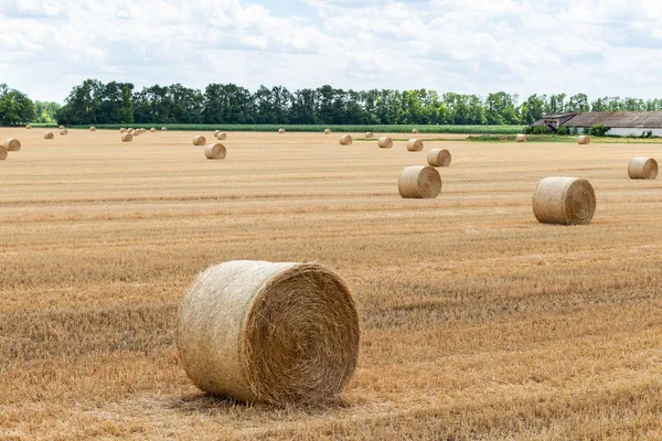 harvested cereal wheat barley rye grain field, with haystacks straw bales stakes round shape on the cloudy blue sky background, agriculture farming rural economy agronomy concept