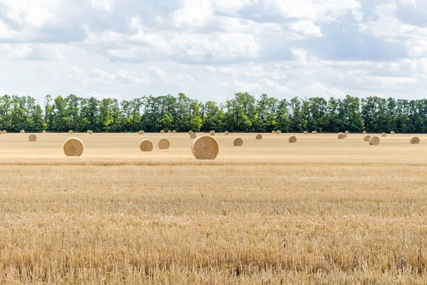 harvested cereal wheat barley rye grain field, with haystacks straw bales stakes round shape on the cloudy blue sky background, agriculture farming rural economy agronomy concept