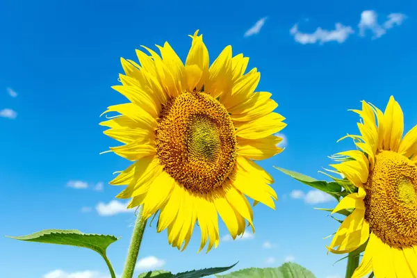 Sunflowers on the blue sky background agriculture farming rural economy agronomy concept