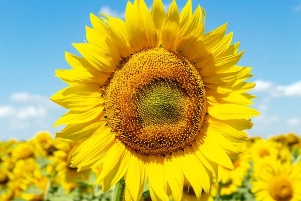 Sunflowers on the blue sky background agriculture farming rural economy agronomy concept