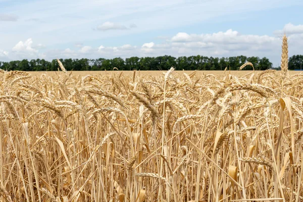 field with ears of grain wheat close up growing, agriculture farming rural economy agronomy concept