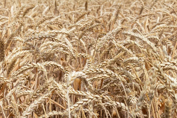 field with ears of grain wheat close up growing, agriculture farming rural economy agronomy concept