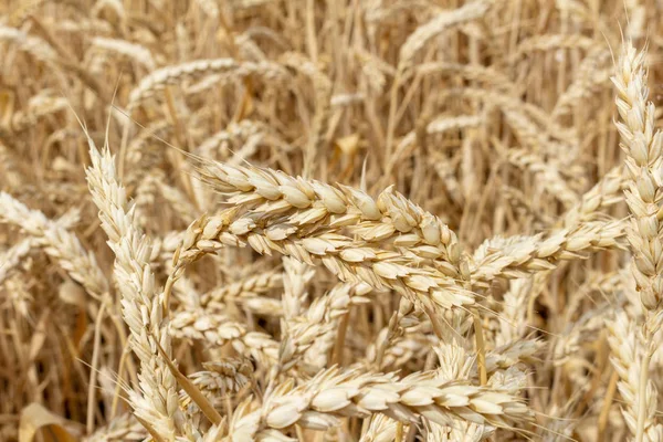 field with ears of grain wheat close up growing, agriculture farming rural economy agronomy concept