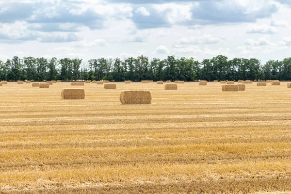 harvested cereal wheat barley rye grain field, with haystacks st